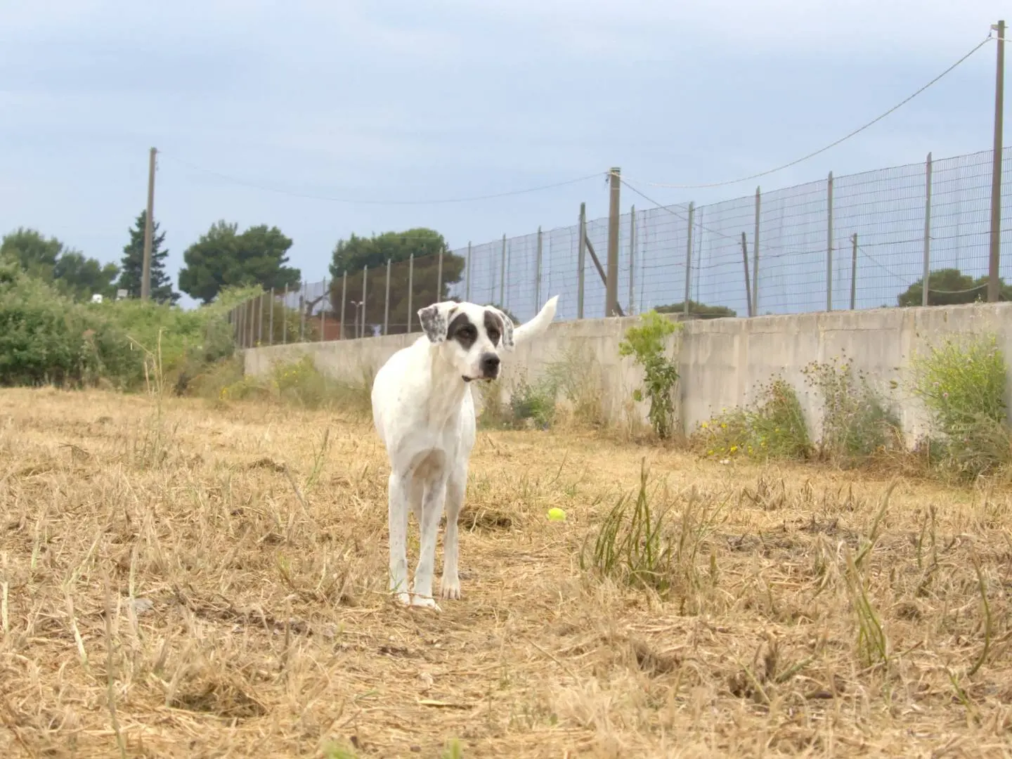 Foto 3 dell'animale