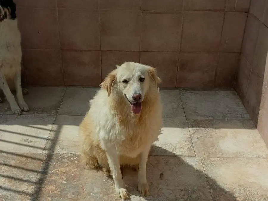 Adozione cane, maschio, Razza sconosciuta Razza sconosciuta, 4 anni e 3 mesi, taglia grande, Crotone