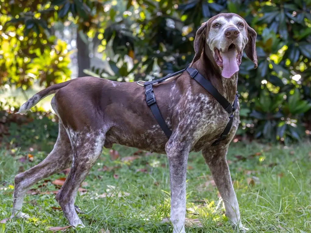 Adozione cane, maschio, Bracco Razza sconosciuta, 11 anni e 5 mesi, taglia grande, Milano
