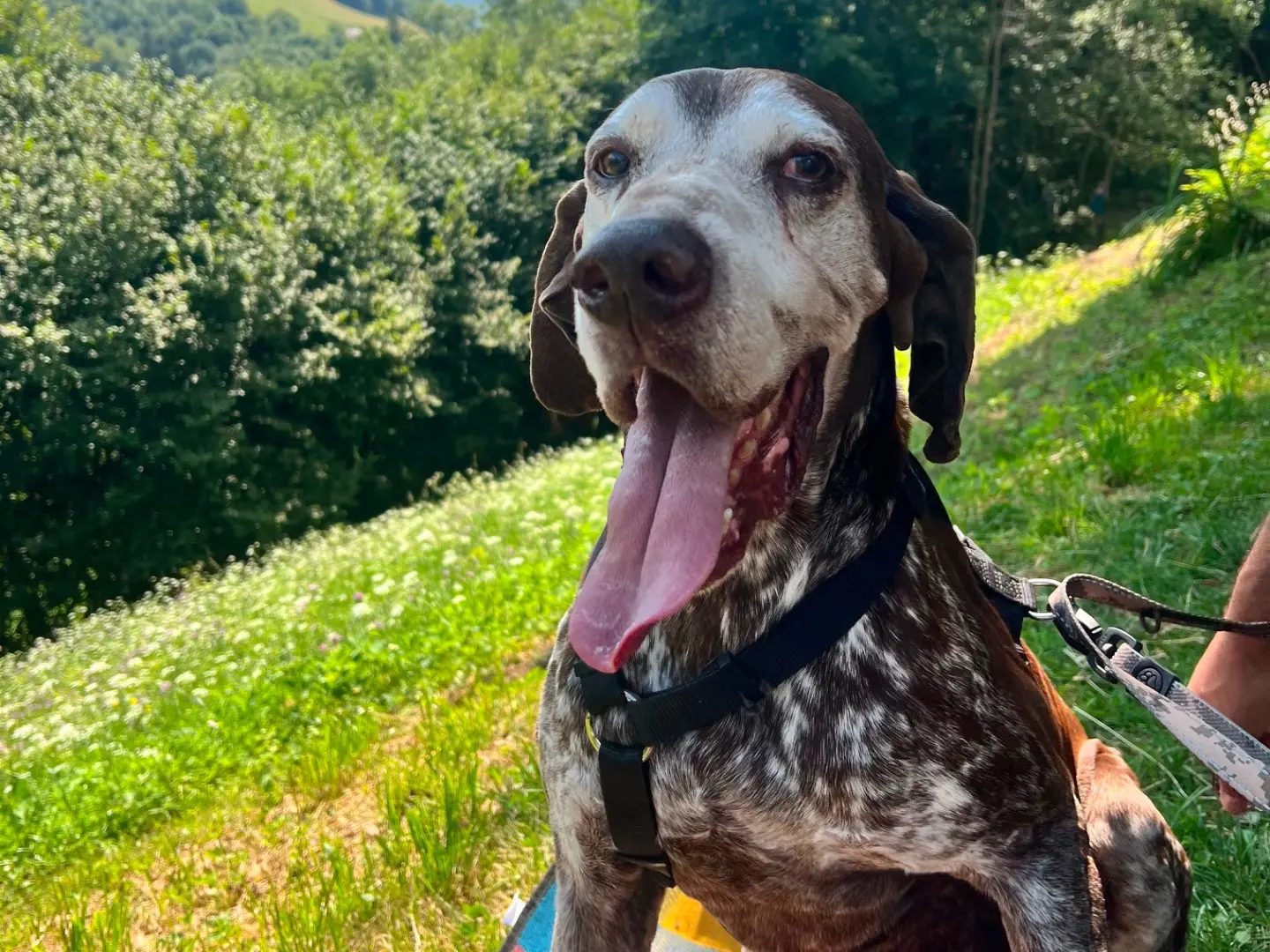 Adotta un cane, maschio, 11 anni e 5 mesi, Milano
