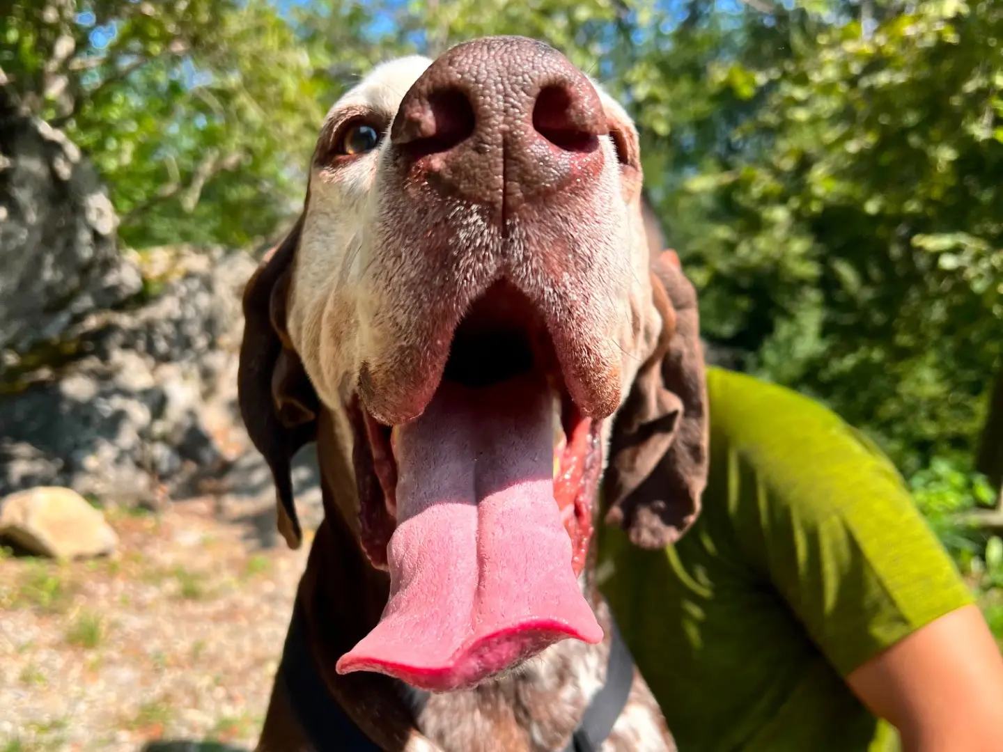 Vuoi adottare un cane a Milano?