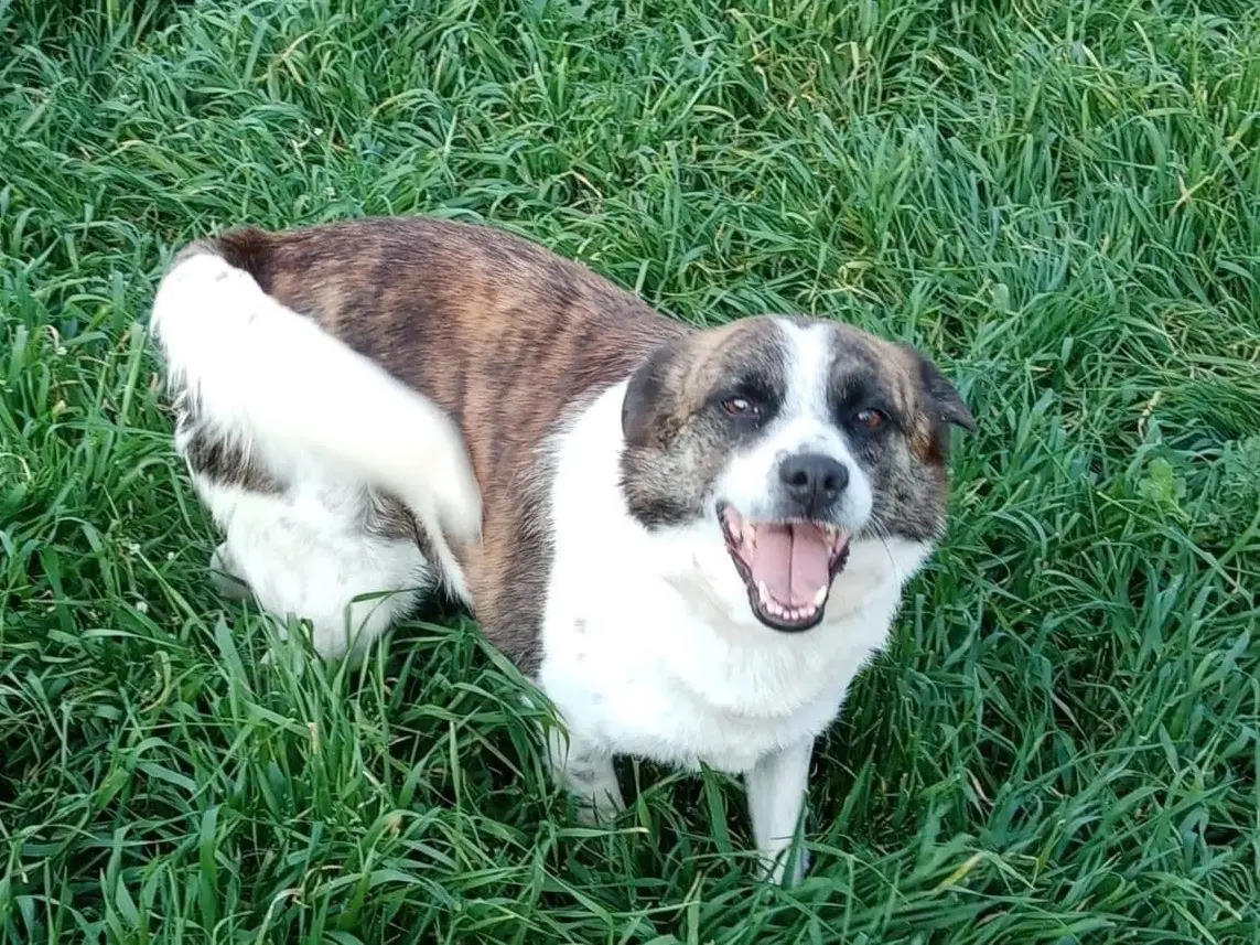 Adozione cane, maschio, meticcio, 11 anni e 11 mesi, taglia media contenuta, Bologna