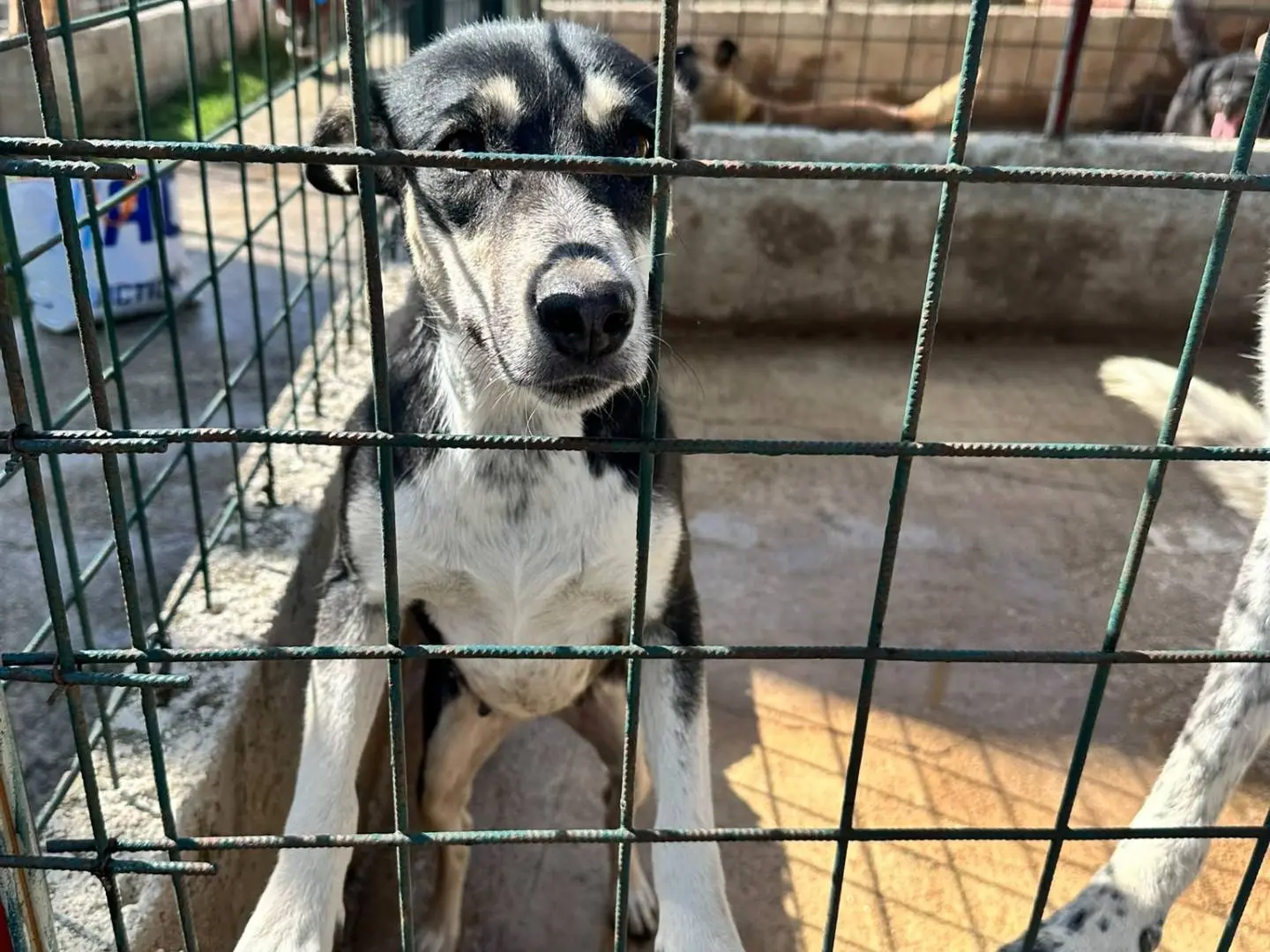 Adotta un cane, femmina, 3 anni e 3 mesi, Avellino