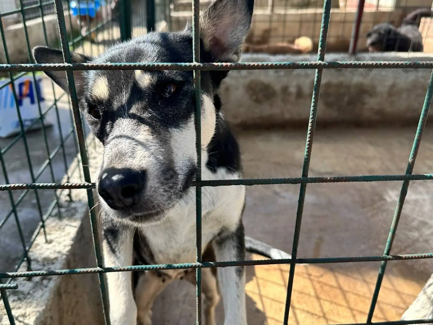 Adozione cane, femmina, Razza sconosciuta Razza sconosciuta, 3 anni e 3 mesi, taglia media, Avellino