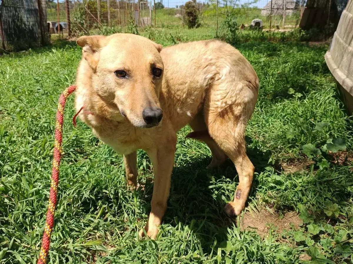 Adotta un cane, taglia media, femmina, Pavia