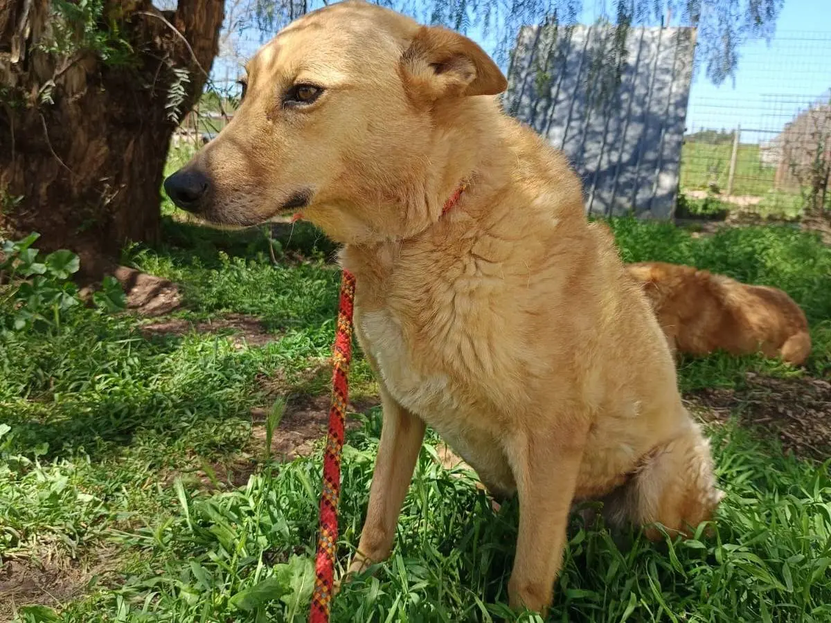 Adotta un cane, femmina, 6 anni e 9 mesi, Pavia