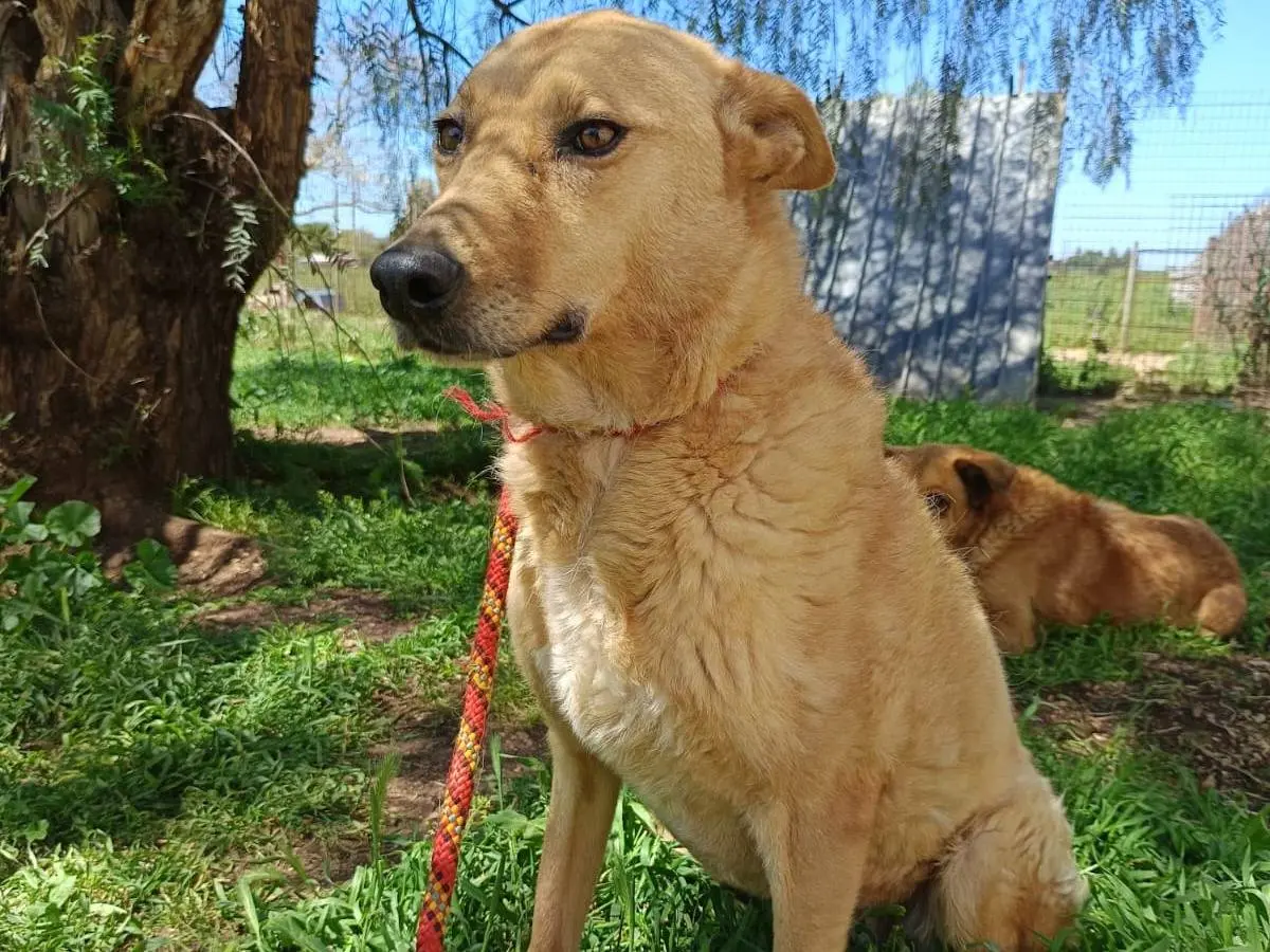 Adozione cane, femmina, Razza sconosciuta Razza sconosciuta, 6 anni e 9 mesi, taglia media, Pavia