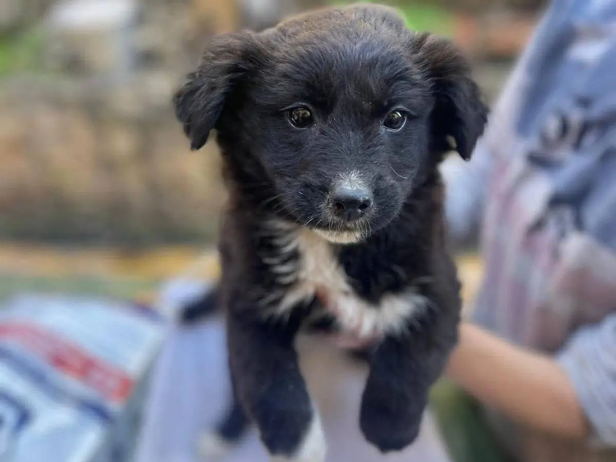 Adozione cane, femmina, Razza sconosciuta Razza sconosciuta, 9 mesi, taglia media, Frosinone