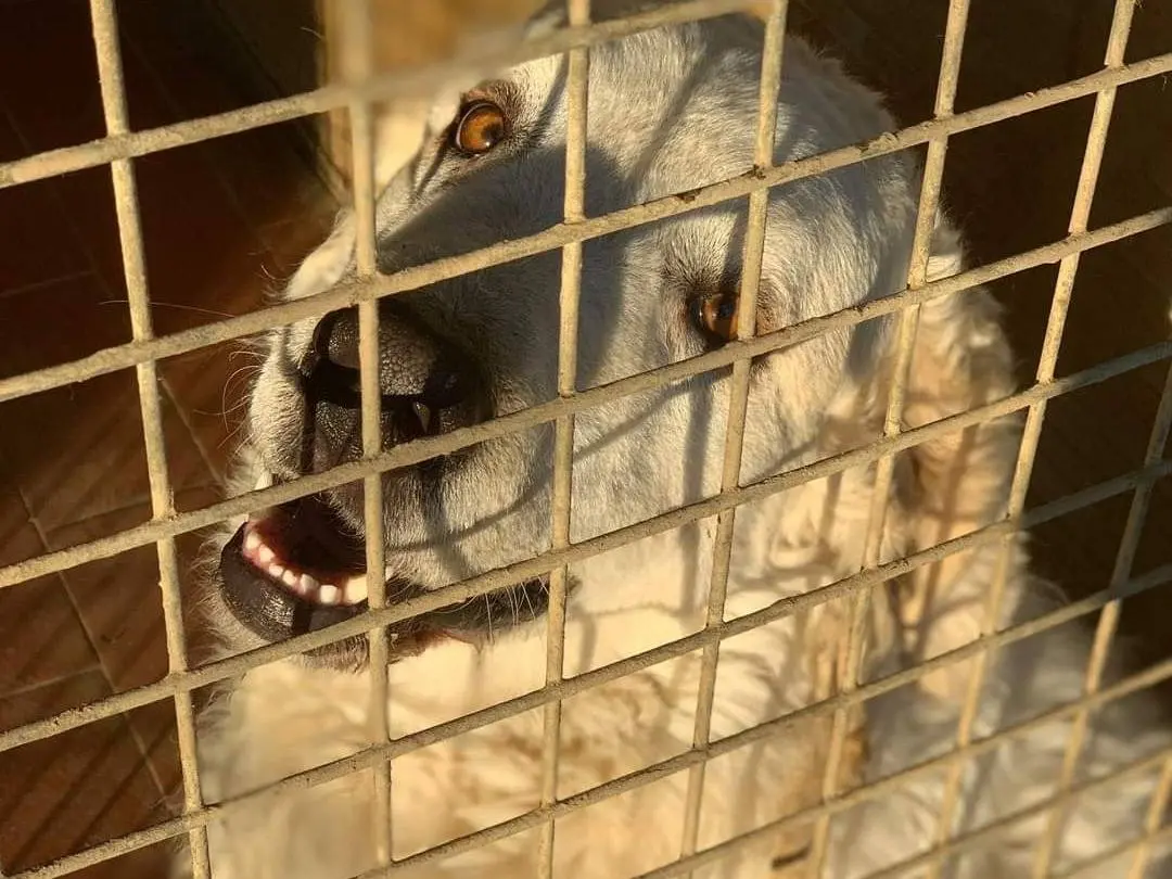 Adotta un cane, taglia gigante, maschio, Firenze