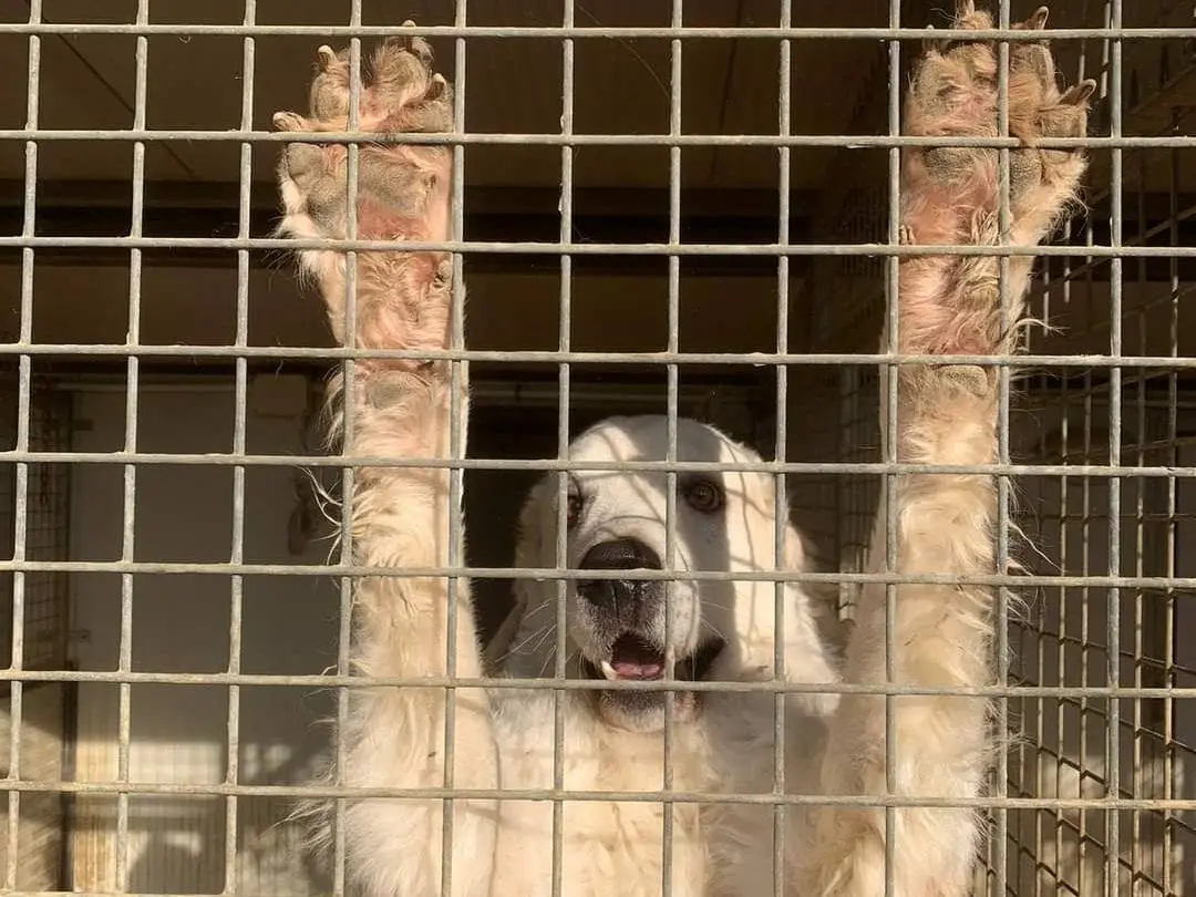 Vuoi adottare un cane a Firenze?