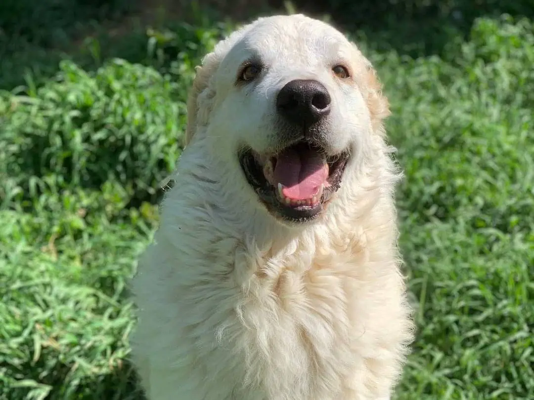 Adozione cane, maschio, Pastore maremmano Razza sconosciuta, 5 anni e 1 mese, taglia gigante, Firenze