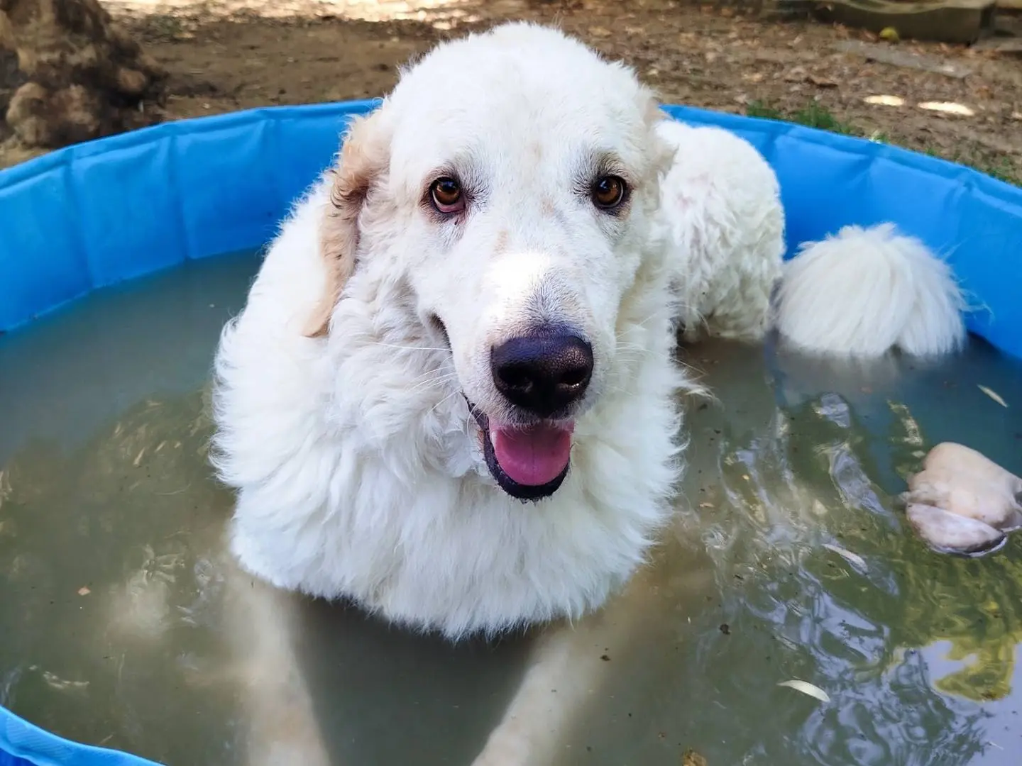 Adotta il cane NICKY a Firenze