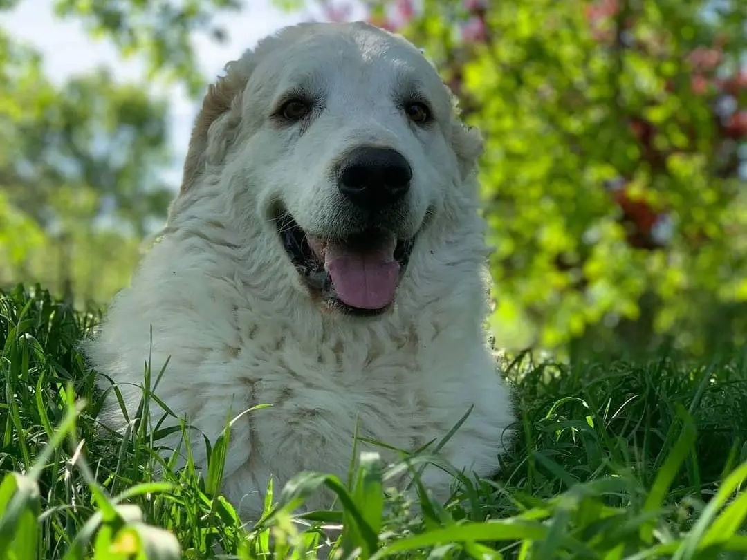 Adotta un cane, maschio, 5 anni e 1 mese, Firenze
