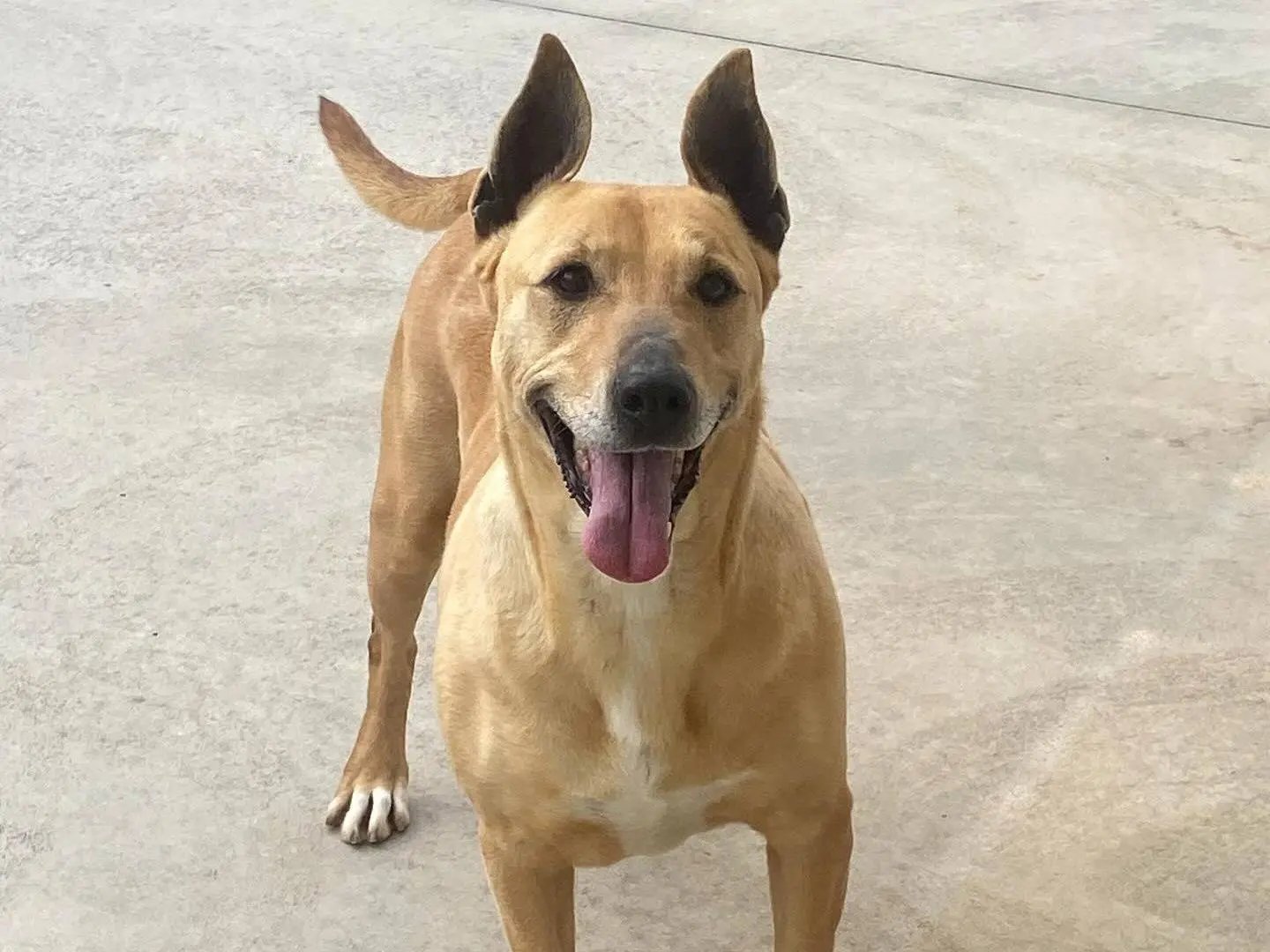 Adotta un cane, femmina, 10 anni e 8 mesi, Latina