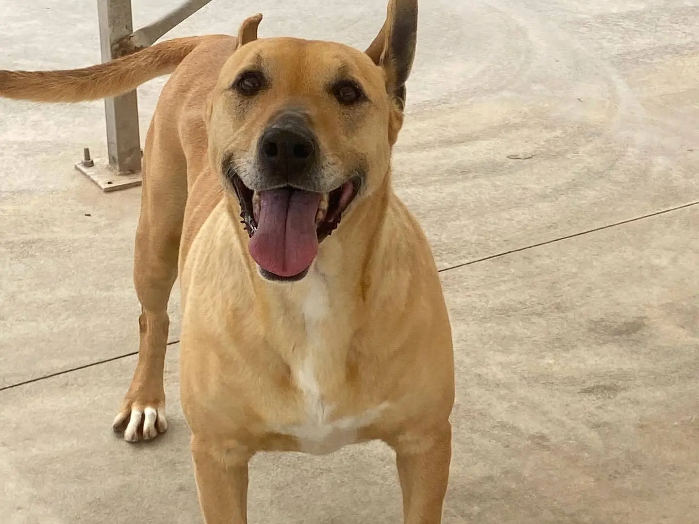 Vuoi adottare un cane a Latina?