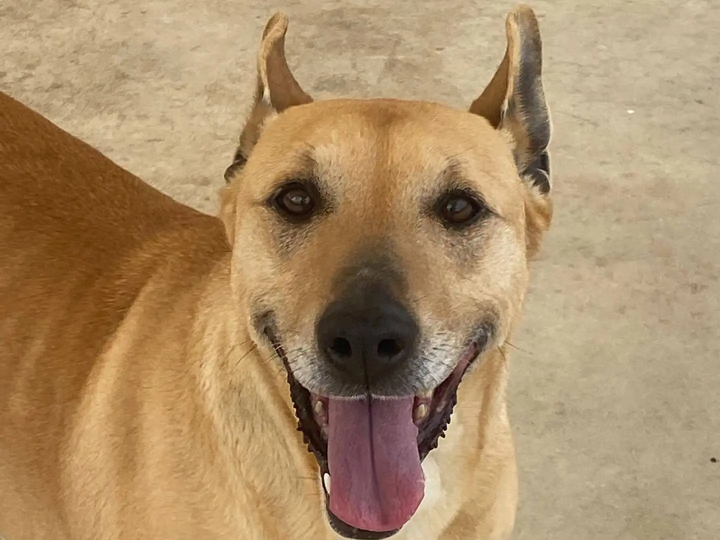 Adotta un cane, taglia media, femmina, Latina