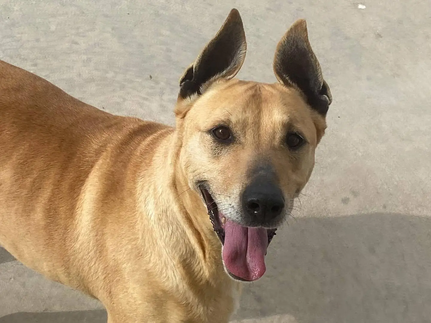 Adozione cane, femmina, Bull Terrier Razza sconosciuta, 10 anni e 8 mesi, taglia media, Latina