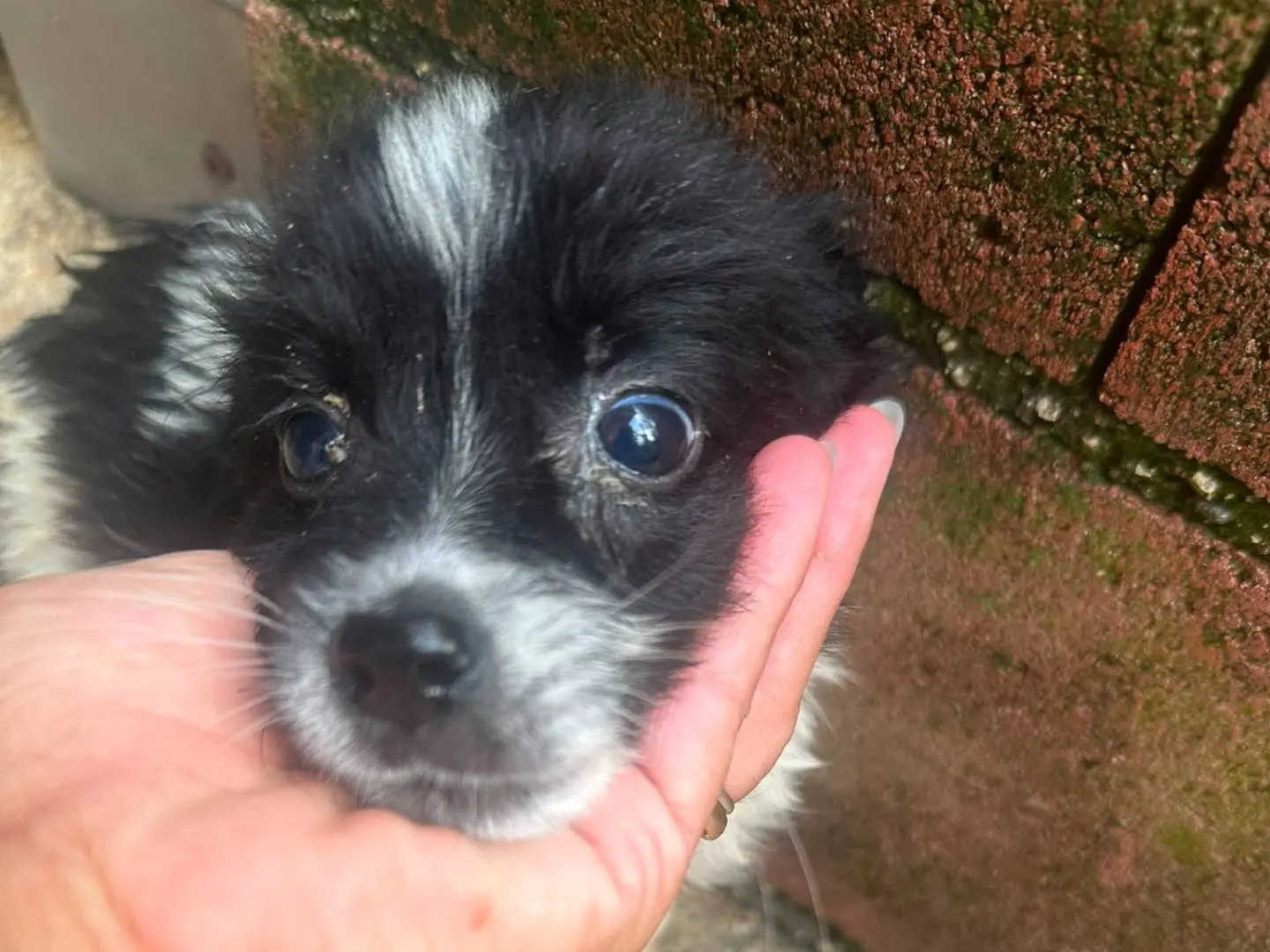 Adozione cane, maschio, Border Collie Razza sconosciuta, 4 mesi, taglia media, Avellino