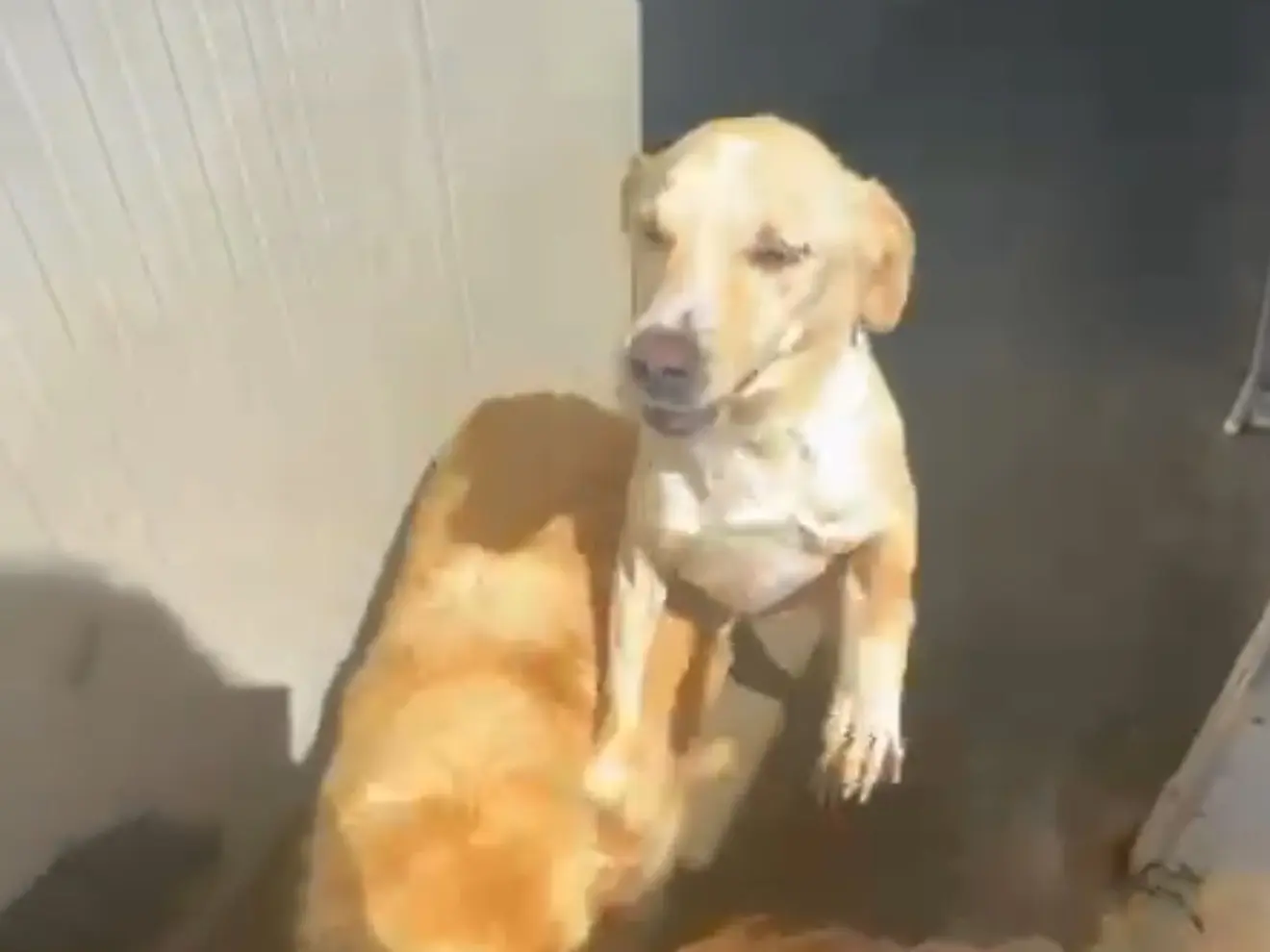 Adotta un cane, maschio, 8 anni e 9 mesi, Latina