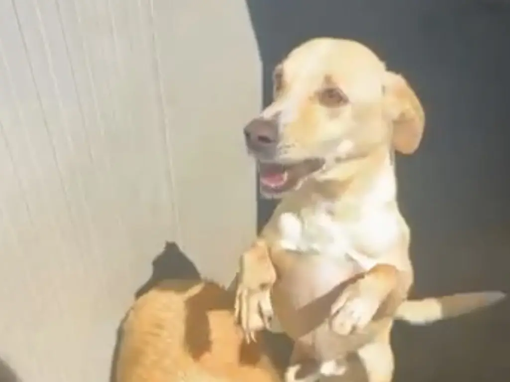 Adozione cane, maschio, Razza sconosciuta Razza sconosciuta, 8 anni e 9 mesi, taglia media contenuta, Latina