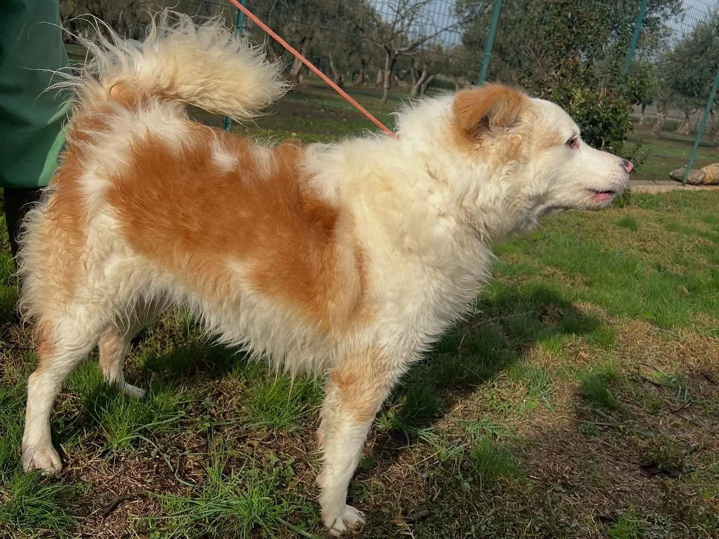 Vuoi adottare un cane a Matera?
