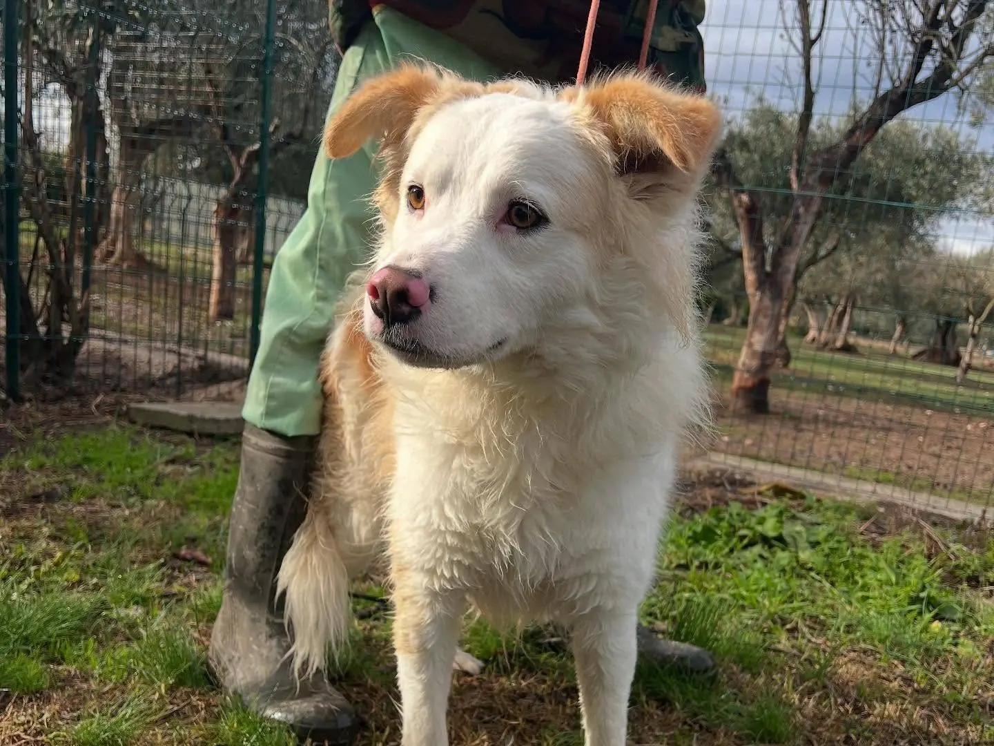 Adotta un cane, taglia media, maschio, Matera