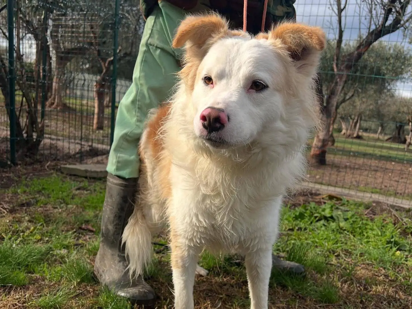 Adotta un cane, maschio, 2 anni e 9 mesi, Matera