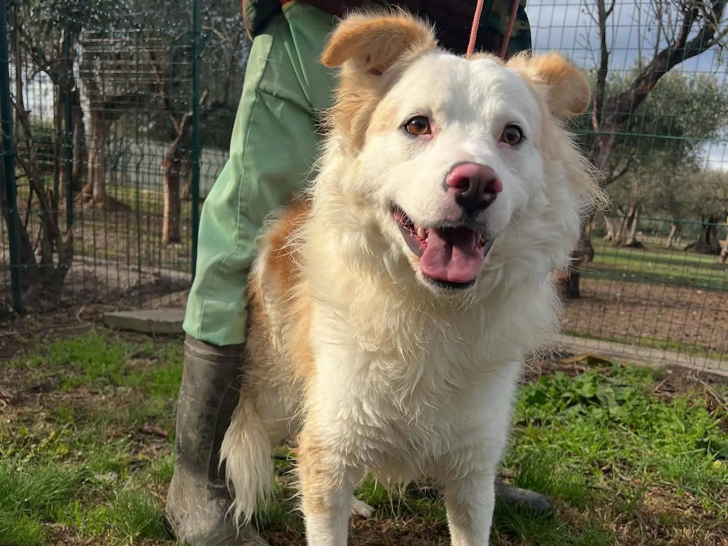 Adozione cane, maschio, Razza sconosciuta Razza sconosciuta, 2 anni e 9 mesi, taglia media, Matera