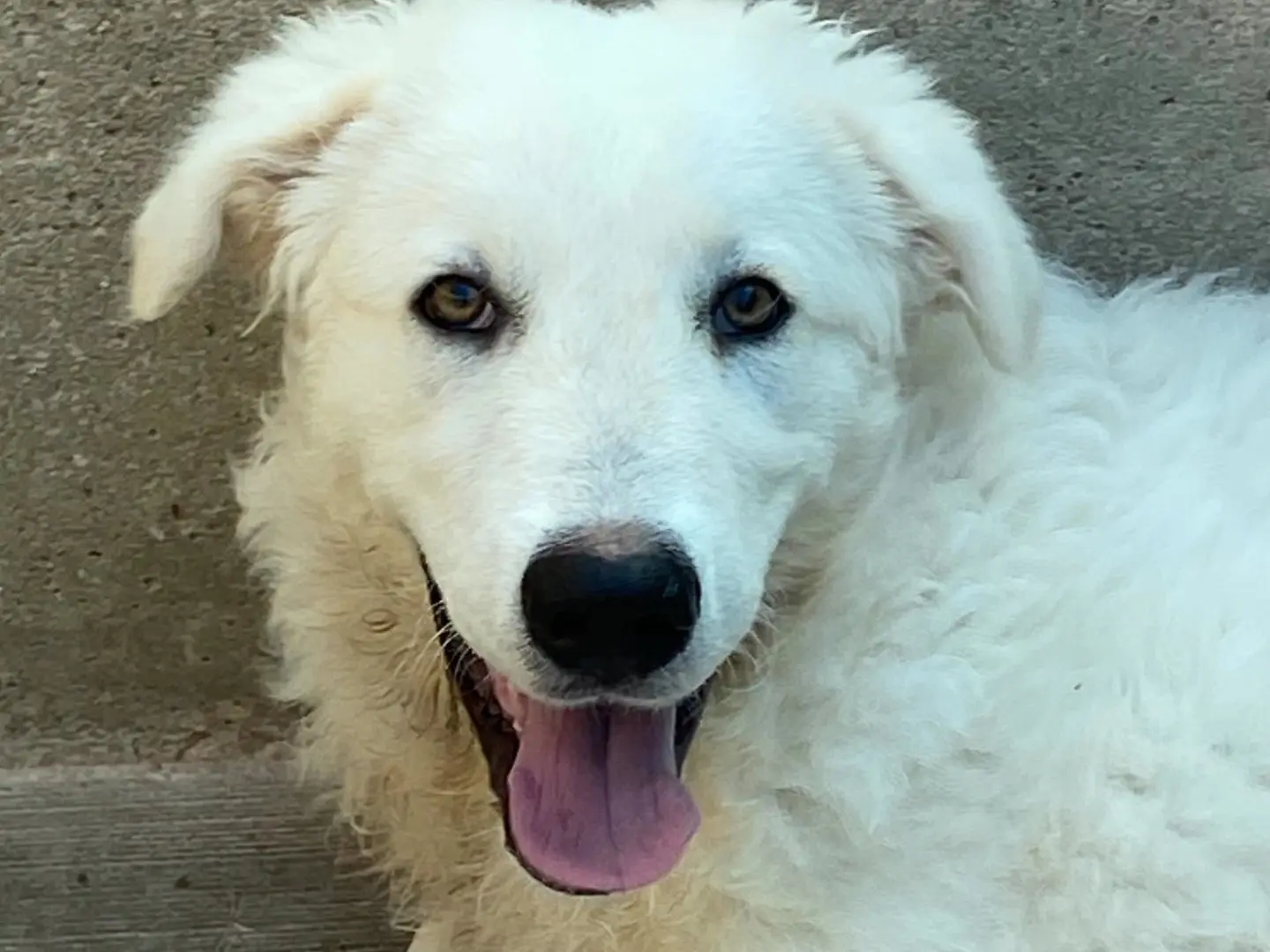 Vuoi adottare un cane a Latina?