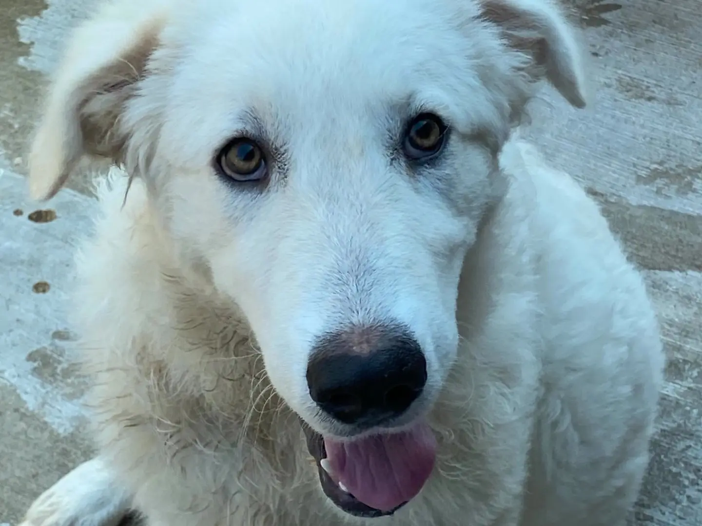Adozione cane, femmina, Pastore maremmano Razza sconosciuta, 6 mesi, taglia grande, Latina