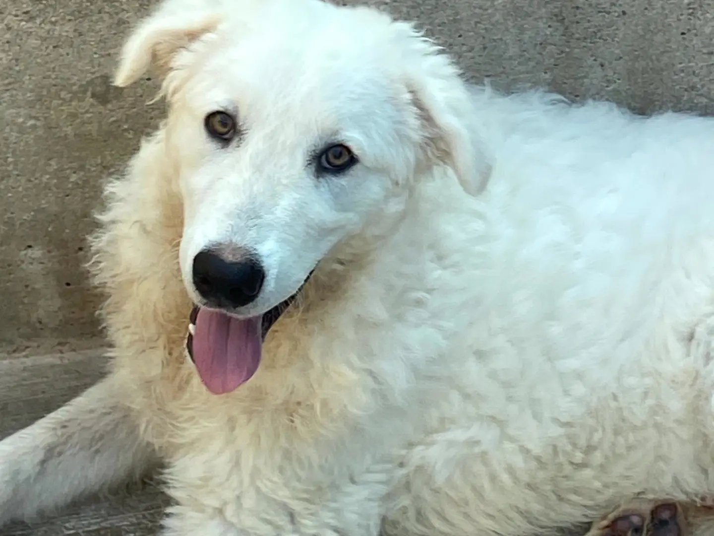 Adotta un cane, femmina, 6 mesi, Latina