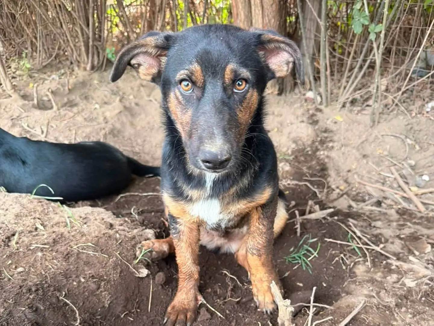 Vuoi adottare un cane a Caserta?