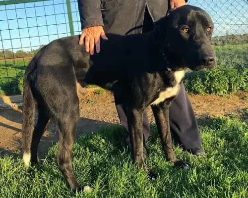 Adotta un cane, maschio, 7 anni e 4 mesi, Roma