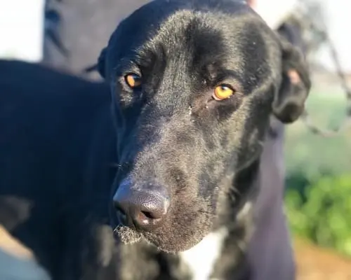Adozione cane, maschio, meticcio, 7 anni e 4 mesi, taglia media, Roma
