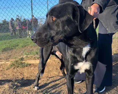 Adotta un cane, taglia media, maschio, Roma