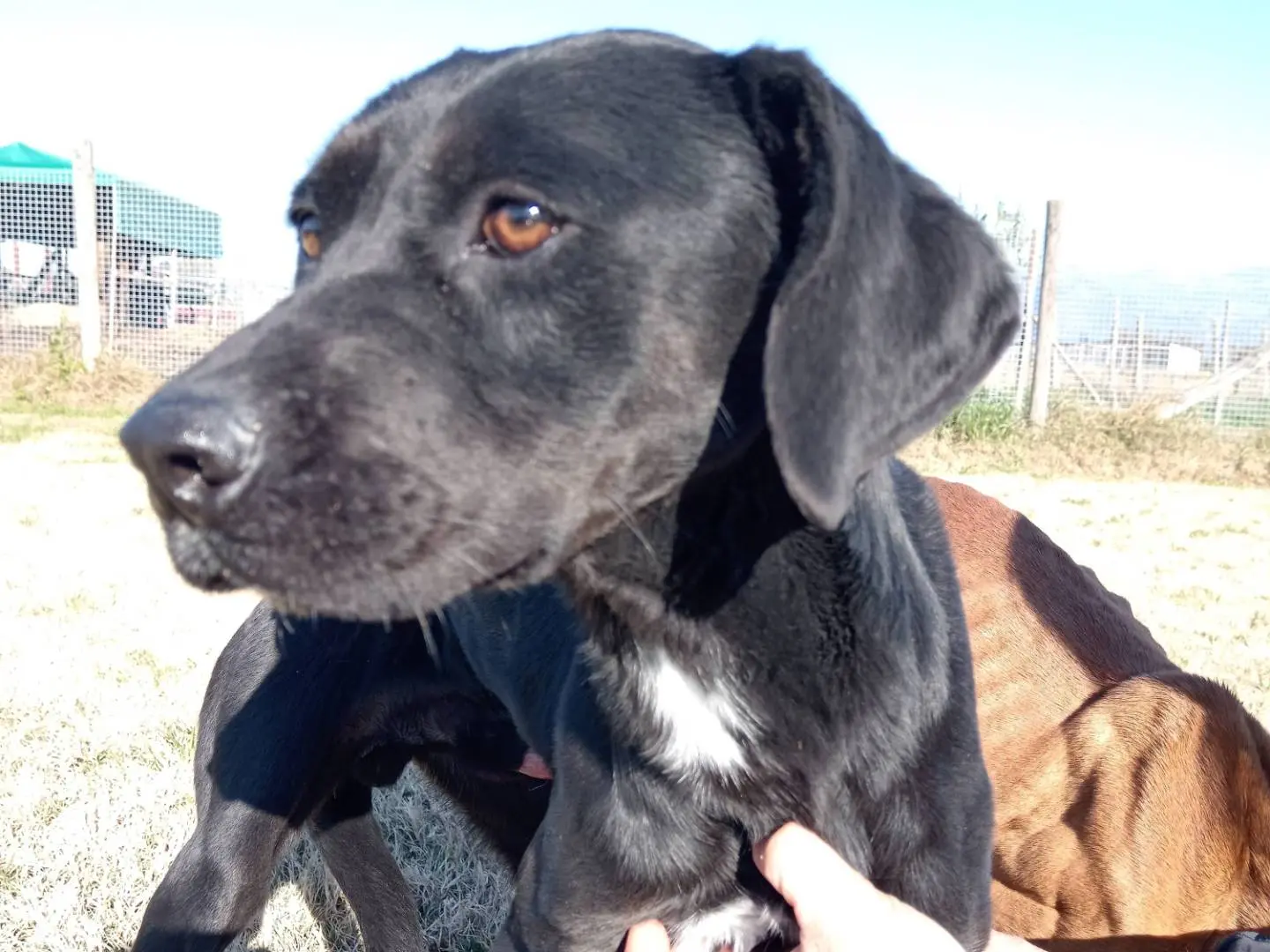 Vuoi adottare un cane a Latina?