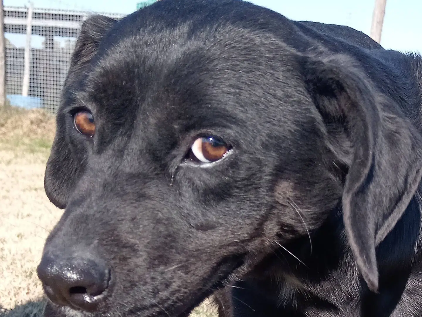 Adotta il cane Fumo a Latina