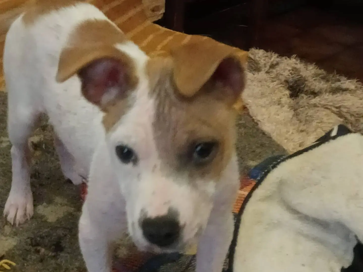 Adotta un cane, maschio, 11 mesi, Vibo