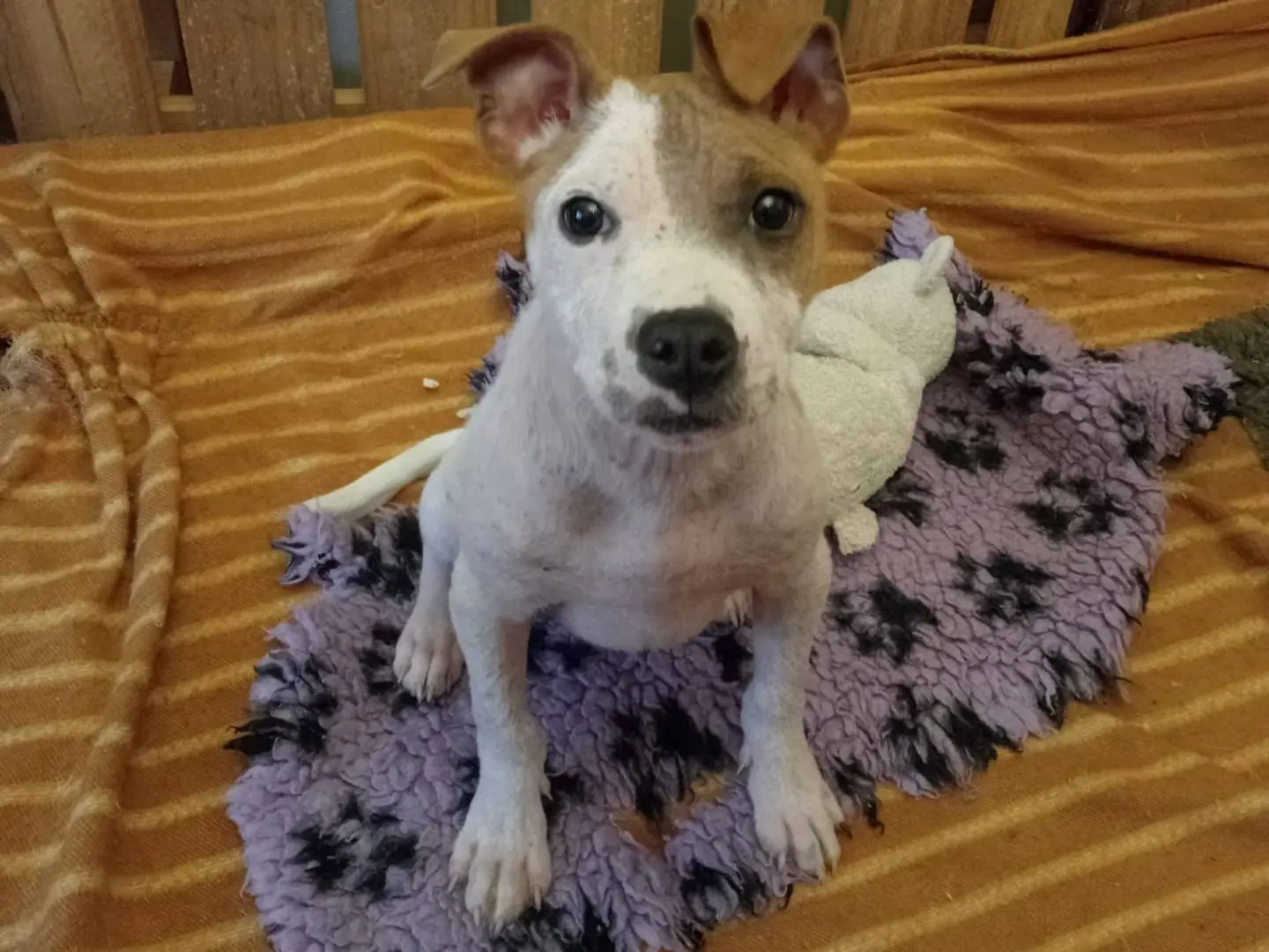 Adozione cane, maschio, Amstaff Razza sconosciuta, 11 mesi, taglia media, Vibo