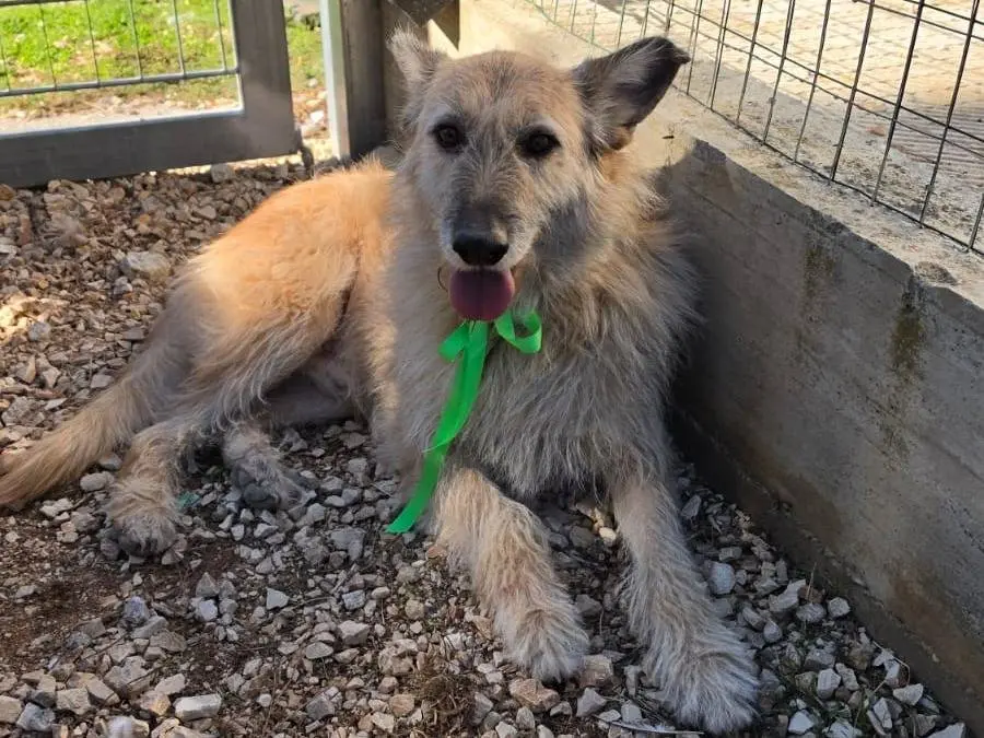 Adotta il cane Lillo a Taranto