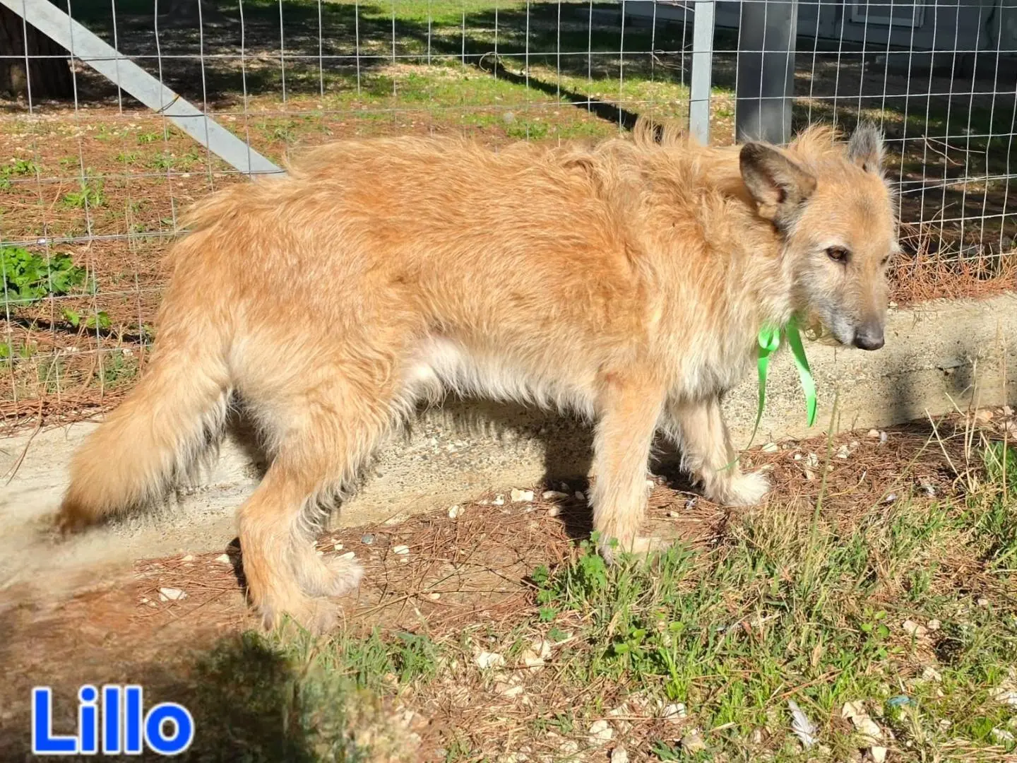 Adotta un cane, taglia grande, maschio, Taranto