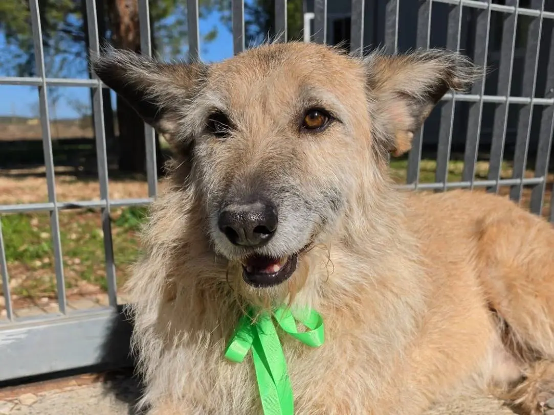Adozione cane, maschio, Spinone Razza sconosciuta, 5 anni e 3 mesi, taglia grande, Taranto