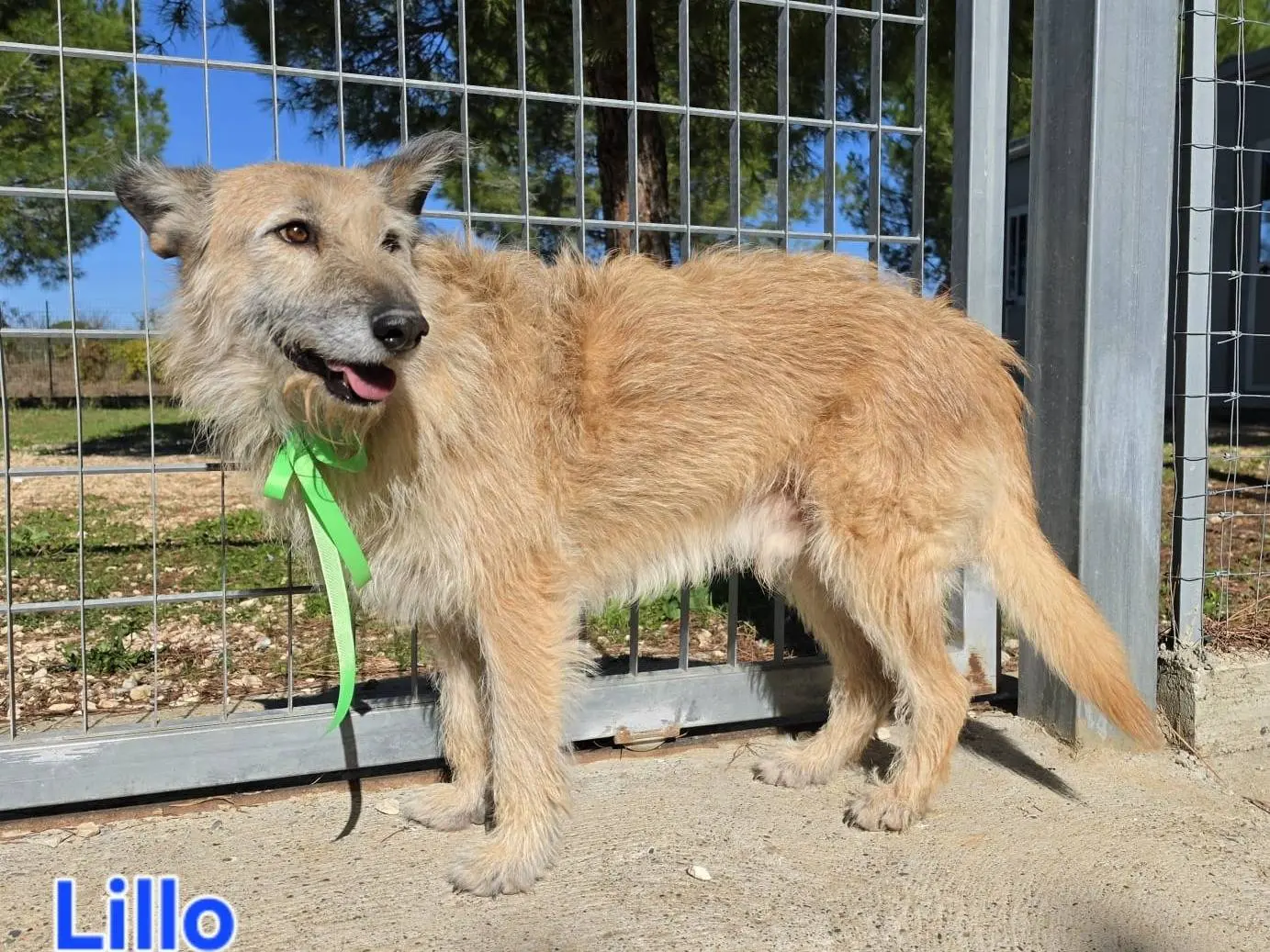 Adotta un cane, maschio, 5 anni e 3 mesi, Taranto