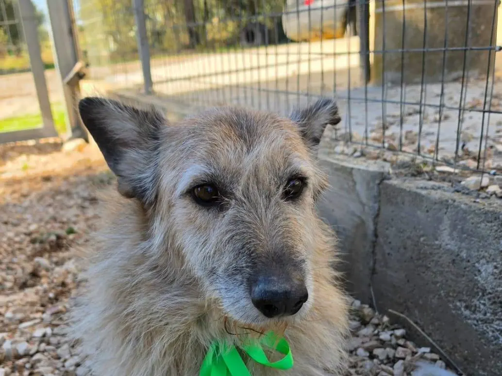 Vuoi adottare un cane a Taranto?