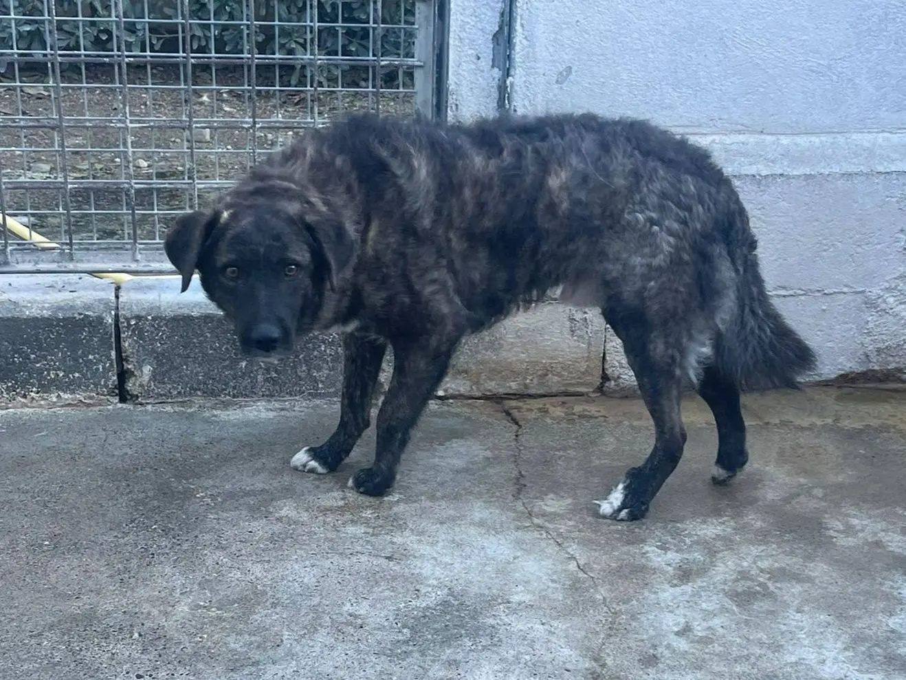 Adozione cane, maschio, Razza sconosciuta Razza sconosciuta, 1 anno e 9 mesi, taglia grande, Crotone
