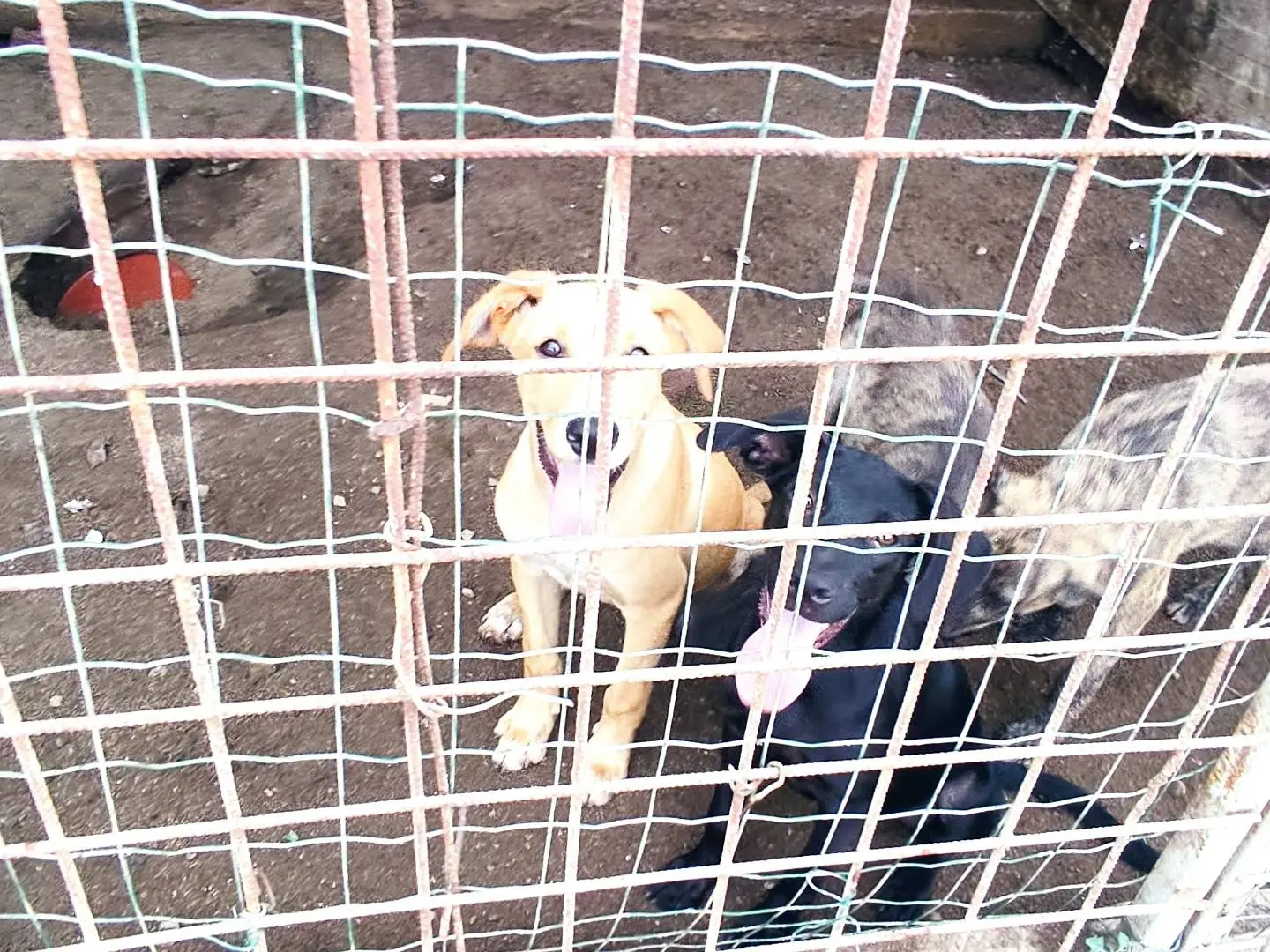 Foto 3 dell'animale