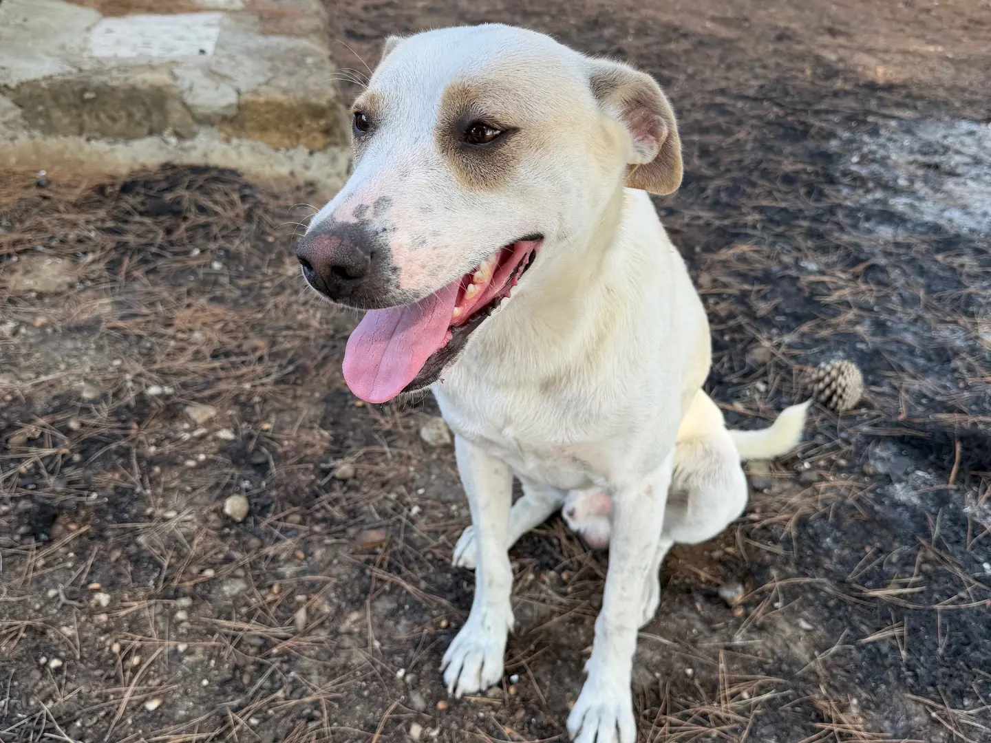 Adotta il cane Pier a Agrigento