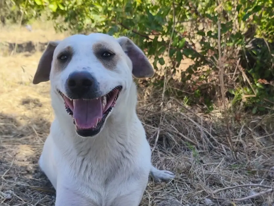 Adotta un cane, taglia media, maschio, Agrigento