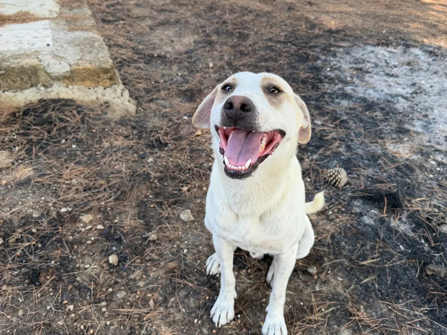Adozione cane, maschio, Razza sconosciuta Razza sconosciuta, 2 anni e 5 mesi, taglia media, Agrigento