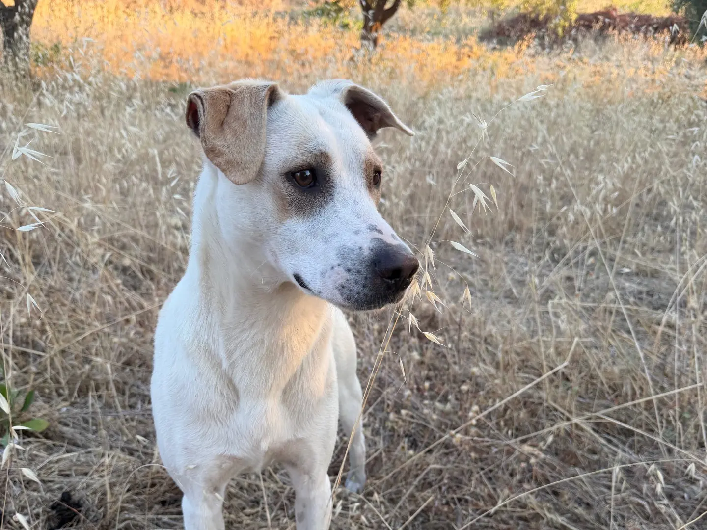 Vuoi adottare un cane a Agrigento?